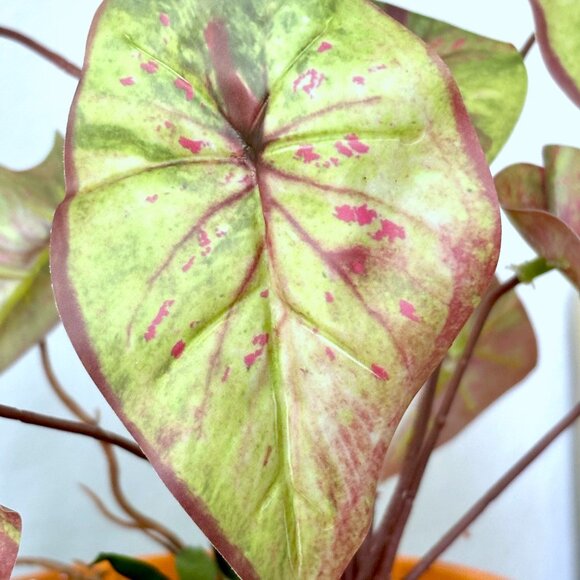 10" Tall Realistic Faux Red & Green Variegated Caladium Plant Plants Vase Accent - Picture 4 of 8